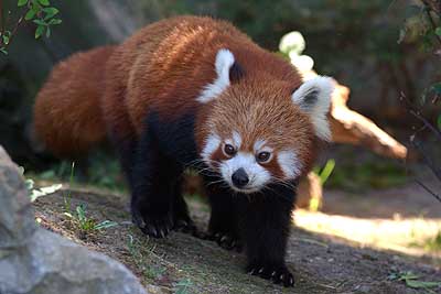 Aachener Zoo Aachener-Zoo-Kleiner-Panda-009